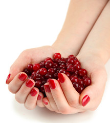 Woman hands holding ripe red cranberries, isolated on white.