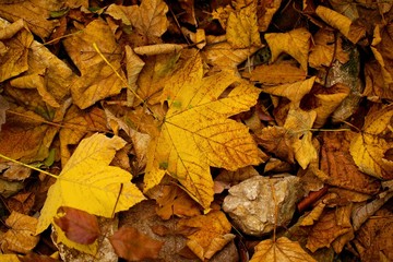 Autumn leaves