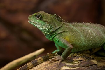 Fototapeta premium Iguana