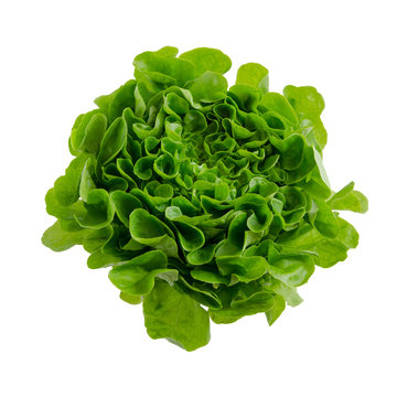 Salanova