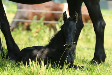 Friesenfohlen liegt zu Mutters Füßen