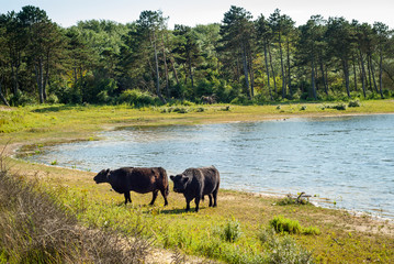 Galloway cattle at a beach