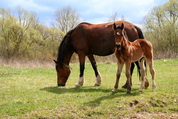 Horse and colt on green meadow