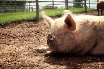 Pig sleeping in the sunshine