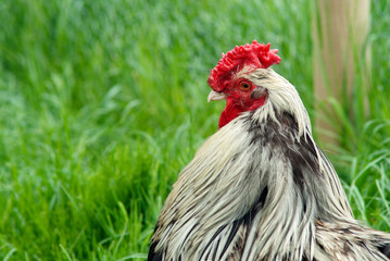 Cockerel