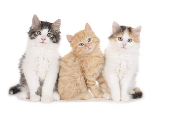 Drei süße Kätzchen sitzen nebeneinander