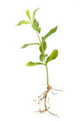 Green plant sprout , isolated on white
