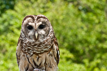 Barred Owl