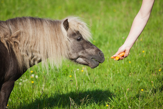 Pony wird gef&uuml;ttert