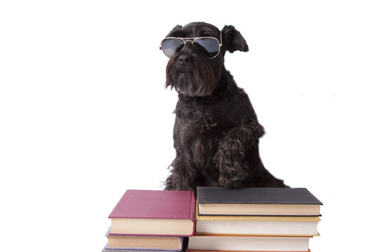 perro negro con gafas de sol sobre libros aislado