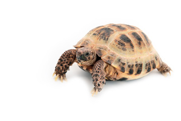 Asian (Russian) tortoise on white