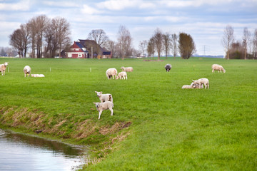 Obraz na płótnie Canvas white lambs with sheep on Dutch pastoral