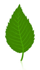 Fototapeta premium Green simple leave isolated on white