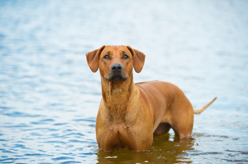 Dog on the beach in the sea