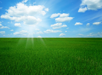 Green field and blue sky