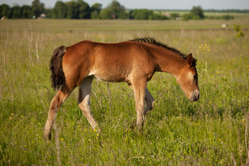 Naklejka na ściany i meble Foal walks across the field and eat grass