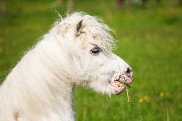 Portrait eines hübschen weißen Ponys