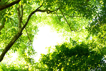 Leaves