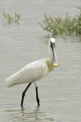 Common Spoonbill looking for food - Platalea leucorodia