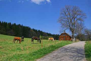 Fototapeta na wymiar Horse on a green meadow and wooden cottage