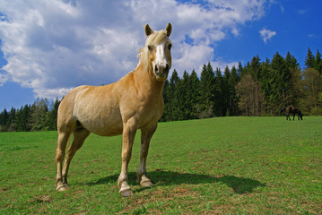 Beige horse  on a green meadow, trees and sky on the background