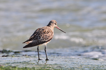 Oiseau de mer , barge