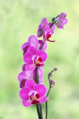 Fototapeta na wymiar Purple ping orchid flower