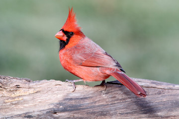 Male Cardinal On A Log