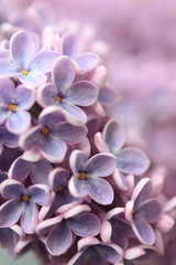 Springtime lilac background, close up - 53112306