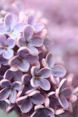 Fototapeten Springtime lilac background, close up © JulietPhotography