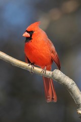 Male Cardinal On A Branch