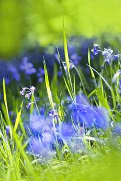 Beautiful bluebells close up