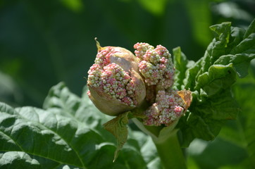 Rhubarb flower