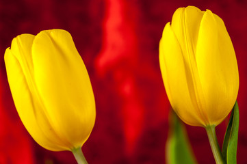 żółte tulipany na czerwonym tle