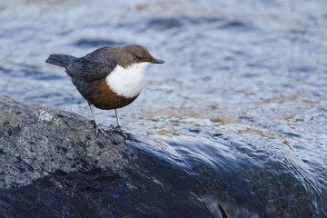 Wasseramsel