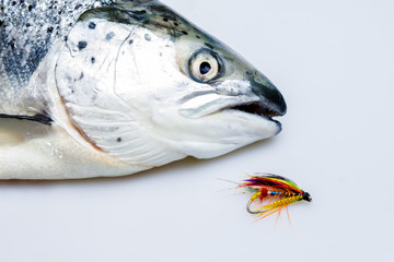 Caught salmon with fly