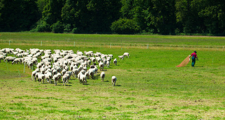 schafherde