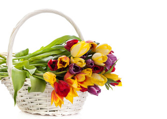 Fototapeta na wymiar Basket of Tulips isolated on white background. Bouquet of tuli