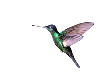 Fototapeta na wymiar Buff-winged Starfrontlet Hummingbird latający bieli