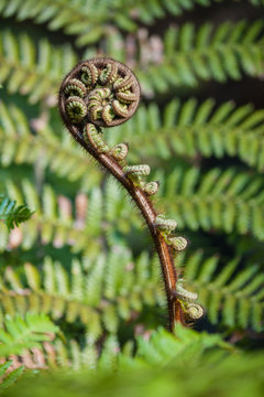 detail of fern frond