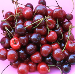 Ripe cherries on a pink background close-up