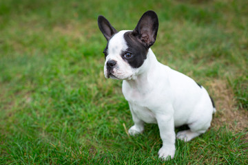 Fototapeta premium French bulldog puppy on the grass