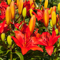 Red-orange lily flower bunch close-up in garden
