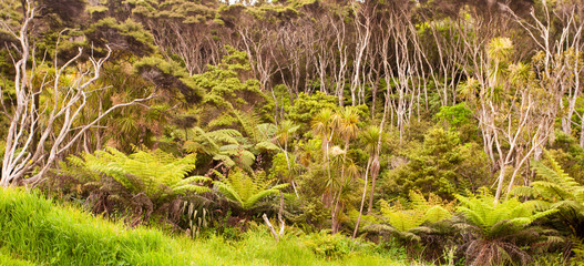 New Zealand forest of fern trees and manuka trees