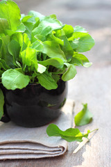 Fresh rukkola in black cup