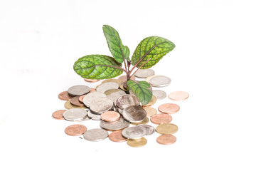 Young plant and coins isolated over white, Business growth