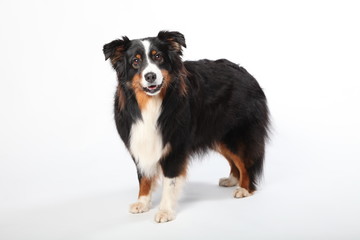 Australian Shepherd