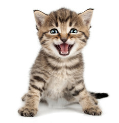 Naklejka premium piękny śliczny mały kotek miauczy i uśmiecha się