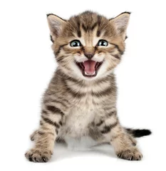 Photo sur Plexiglas Chat beau petit chaton mignon miauler et sourire