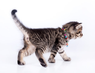 Fototapeta premium beautiful cute one month old kitten